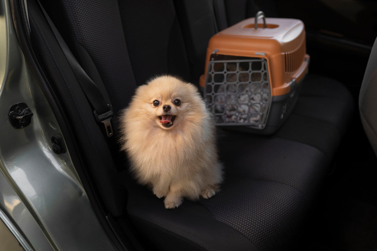 7 Ways To Keep Dog Nails From Damaging Your Car Seat – USA Seat Cover