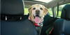 Pet-Friendly Car Seat Covers: Protecting Your Seats from Furry Friends