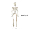 35.4/15.7 Inches Movable Joint Skeleton Halloween Decor – Perfect for Haunted House Accessories